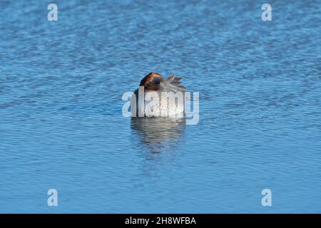 Drake ou sarcelle eurasienne mâle (Anas crecca) roosting dans les eaux peu profondes Banque D'Images