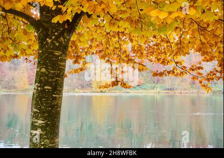 Rhin après la chute du grand Rhin à Schaffhausen en automne.L'eau coule calmement dans le froid et le fogg jour d'automne. Banque D'Images