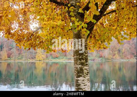 Rhin après la chute du grand Rhin à Schaffhausen en automne.L'eau coule calmement dans le froid et le fogg jour d'automne. Banque D'Images