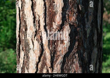 Écorce de pin texturée sur le tronc Banque D'Images