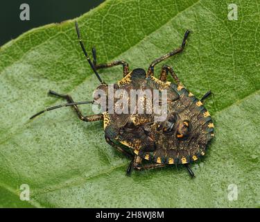 Vue dorsale de l'insecte de protection de la forêt dernière instar nymphe (Pentatoma rufipes) au repos sur la feuille.Tipperary, Irlande Banque D'Images