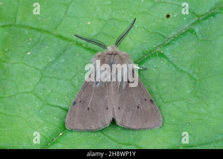 Gros plan dorsal de la teigne de mousseline colorée et poilue, Diapohra mendica Banque D'Images