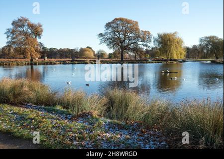 Promenade matinale autour des étangs à Bushy Park Surrey en décembre Banque D'Images