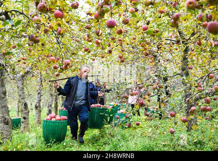 (211202) -- WEINING, 2 décembre 2021 (Xinhua) -- les villageois transportent des pommes au village de Xiaolongdong, dans le canton de Xiaolongdong, dans la ville de Zhaotong, dans le sud-ouest de la province du Yunnan en Chine, le 29 novembre 2021.En 2003, le train de 5648/5647 reliant la ville de Zhaotong, province du Yunnan au sud-ouest de la Chine, à la ville de Guiyang, province du Guizhou au sud-ouest de la Chine, a été mis en service.Avec une vitesse moyenne de 40 km/h, le train s'arrête à 18 stations en chemin.Le trajet complet de 407 km dure 9 heures et 31 minutes.Les villageois locaux considèrent le « train bas » comme un moyen rentable et fiable de se déplacer pour vendre leur fa Banque D'Images