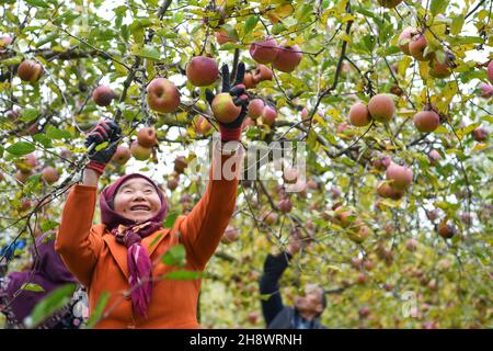 (211202) -- WEINING, 2 décembre 2021 (Xinhua) -- les villageois ramassent des pommes au village de Xiaolongdong, dans le canton de Xiaolongdong, dans la ville de Zhaotong, dans le sud-ouest de la province du Yunnan en Chine, le 29 novembre 2021.En 2003, le train de 5648/5647 reliant la ville de Zhaotong, province du Yunnan au sud-ouest de la Chine, à la ville de Guiyang, province du Guizhou au sud-ouest de la Chine, a été mis en service.Avec une vitesse moyenne de 40 km/h, le train s'arrête à 18 stations en chemin.Le trajet complet de 407 km dure 9 heures et 31 minutes.Les villageois locaux considèrent le « train de basse vitesse » comme un moyen rentable et fiable de se déplacer pour vendre leur agriculture Banque D'Images