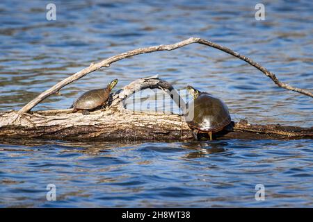 Couple de tortues peintes se prélassant au soleil un matin de printemps Banque D'Images