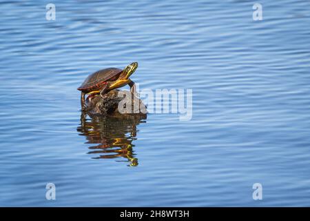 Une tortue peinte se couche au soleil au début de la matinée du printemps Banque D'Images