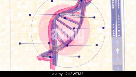 Image du cerveau humain sur la rotation du brin d'adn Banque D'Images