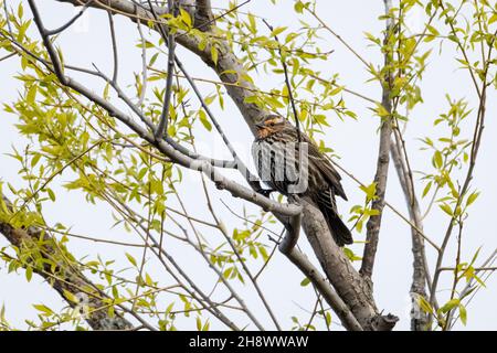 blackbird femelle à ailes rouges perchée sur un arbre le matin du printemps Banque D'Images
