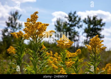 De magnifiques fleurs sauvages affichent leurs fleurs colorées sur les prairies du midwest et les prairies des États du nord. Banque D'Images