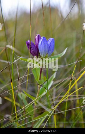 De magnifiques fleurs sauvages affichent leurs fleurs colorées sur les prairies du midwest et les prairies des États du nord. Banque D'Images