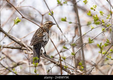 blackbird femelle à ailes rouges perchée sur un arbre le matin du printemps Banque D'Images