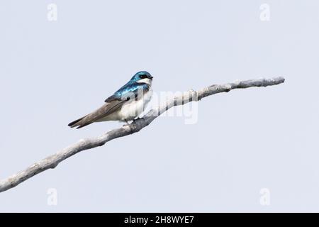 Un petit arbre avalé perché sur une branche d'arbre sous un ciel nuageux Banque D'Images