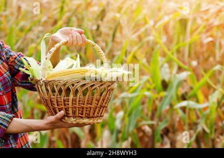 Panier en osier rempli de épis de maïs doux juste cueillis dans les mains des femmes sur fond de champ de maïs Banque D'Images