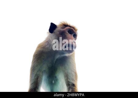 Le singe agressif regarde (de haut en bas).Un vieil homme avec un Fang.Le macaque (Macaca sinica) est endémique au Sri Lanka Banque D'Images