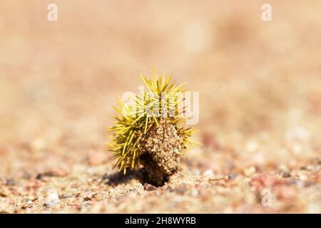 Édaphologie, pathologie végétale.Semis inhabituel d'épinette sur sol sablonneux.Petit arbre jaune recouvert de sable presque entièrement, seules les aiguilles sortent.Se Banque D'Images