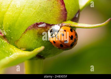 Petit coccinelle nourrissant un bouton de pivoine Banque D'Images