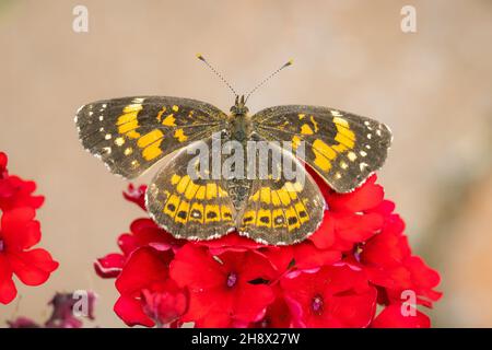 Papillon à damier argenté perché sur quelques fleurs rouges avec un arrière-plan flou Banque D'Images