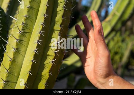 Crop anonyme personne touchant fines épines vives de cactus exotiques poussant dans un terrain aride en plein soleil Banque D'Images