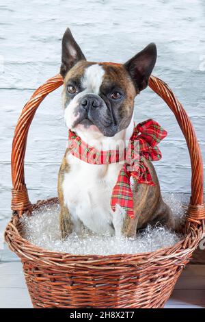 Joli terrier de Boston en arc de Noël dans un panier sur un fond de mur de brique blanche Banque D'Images