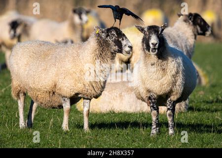 Jackdaw, Corvus monedula, sur les moutons.Les chaques mangent des parasites de moutons et prennent également la polaire pour leurs nids, chalky Hill, wield, Hampshire, Royaume-Uni Banque D'Images