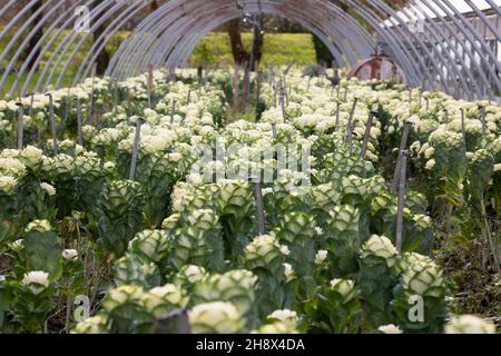 plantes ornementales de chou en serre Banque D'Images