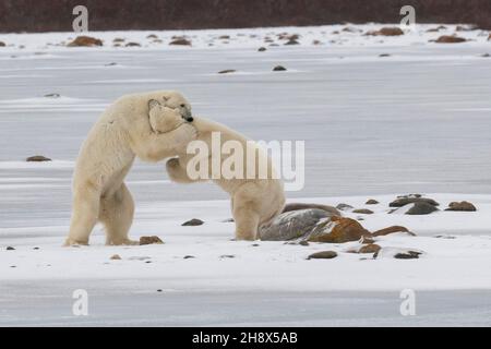 Canada, Manitoba, Churchill.Deux ours polaires mâles matures (SAUVAGES : Ursus maritimus) se battant. Banque D'Images