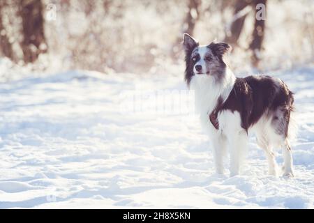 Chien Border collie en paysage de neige Banque D'Images