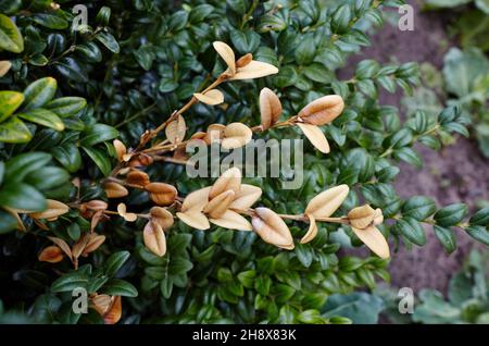 Gros plan du buisson vert permanent dans le jardin.Mur de buis dans des conditions naturelles.Nom de famille Buxaceae, Nom scientifique Buxus.Mise au point sélective avec Banque D'Images