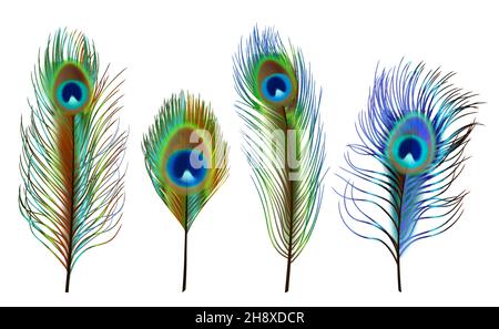 Plumes de paon.Oiseaux exotiques tropicaux belles plumes colorées décente vecteur collection réaliste Illustration de Vecteur