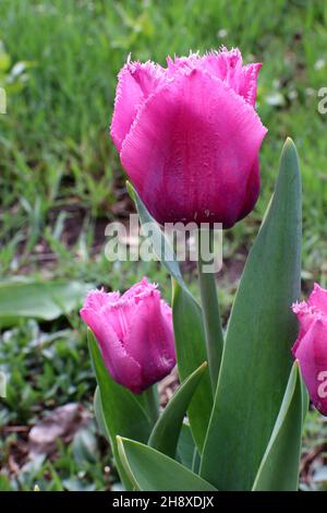 Tulipes violettes, fleurs de printemps.Copier l'espace. Banque D'Images