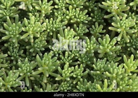 Feuilles de grès blanc , croissant en lit de fleur.Album Sedum.Plantes de couverture de sol.Photographie macro. Banque D'Images