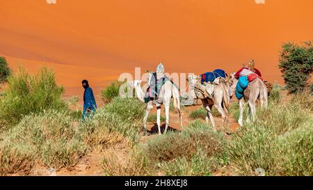 une caravane dans le désert du sahara en algérie Banque D'Images