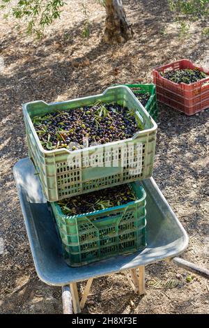 Récolte d'olives : chariot à main avec de grandes boîtes remplies d'olives fraîchement cueillies le jour ensoleillé dans la campagne. Banque D'Images