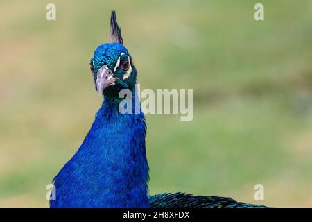 Blue Peacock gros plan Banque D'Images