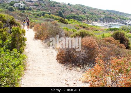 Calvi Corse sur la mer méditerranée, Hottentot-fig Banque D'Images