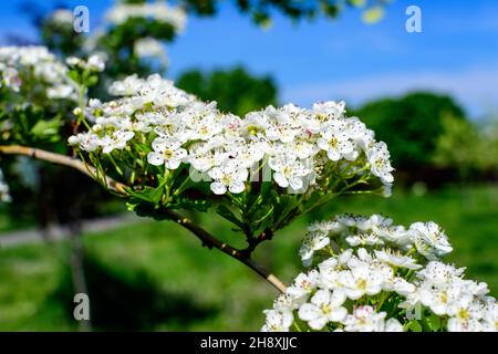 Beaucoup de petites fleurs blanches et de feuilles vertes de plante Crataegus monogyna, connue sous le nom d'aubépine commune ou de pépins de terre, ou aubépine simple, dans une forêt de Banque D'Images