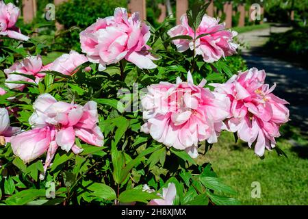 Bush avec beaucoup de grandes fleurs de pivoine rose délicates en plein soleil, dans un jardin dans une belle journée d'été, belle photographie d'arrière-plan florale extérieure Banque D'Images