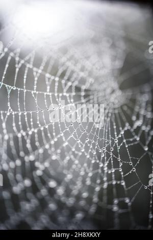 détail d'une toile d'araignée mouillée avec des gouttes de pluie Banque D'Images