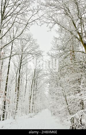 Route enneigée dans la forêt au milieu des arbres et de la neige par une journée hivernale glaciale.Jour. Banque D'Images