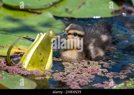 Fermer ujp d'un caneton pallard (anas platyrhnchos) nageant dans l'eau Banque D'Images