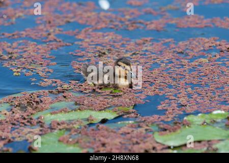 Fermer ujp d'un caneton pallard (anas platyrhnchos) nageant dans l'eau Banque D'Images