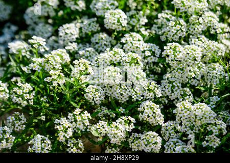Beaucoup de fleurs blanches de Lobularia maritima, communément connu sous le nom d'alyssum doux ou alison douce, dans un jardin dans un beau jour de printemps, belle fleur extérieure Banque D'Images