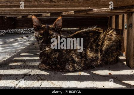 Goias, Brésil – 1er décembre 2021 : un chat avec une fourrure de tortoiseshell, reposant sous une chaise longue en bois. Banque D'Images