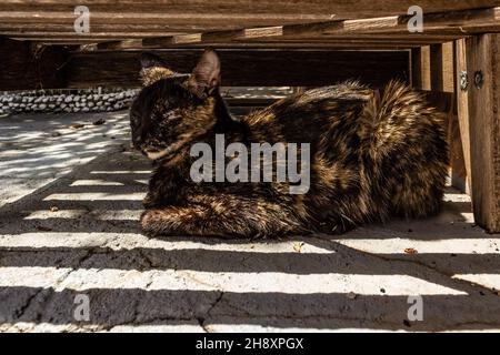 Goias, Brésil – 1er décembre 2021 : un chat avec une fourrure de tortoiseshell, reposant sous une chaise longue en bois. Banque D'Images