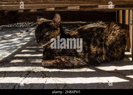 Goias, Brésil – 1er décembre 2021 : un chat avec une fourrure de tortoiseshell, reposant sous une chaise longue en bois. Banque D'Images