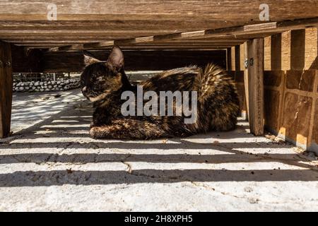 Goias, Brésil – 1er décembre 2021 : un chat avec une fourrure de tortoiseshell, reposant sous une chaise longue en bois. Banque D'Images