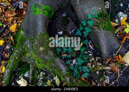 Racines aux champignons en automne Banque D'Images