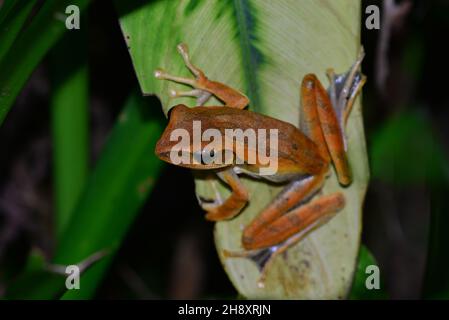 Grenouille d'arbre asiatique commune (Polypedates leucomystax).Parc national Khao Sok, Thaïlande Banque D'Images