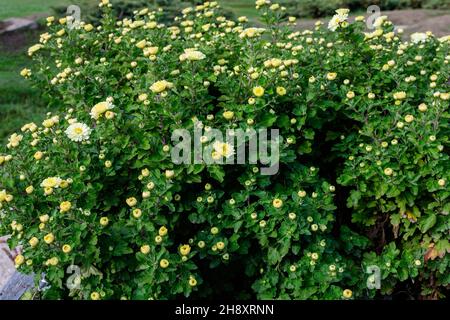 De nombreuses fleurs de Chrysanthemum x morifolium jaune vif et blanc et de petites fleurs vertes dans un jardin dans un beau jour d'automne, belle et colorée de la ba extérieure Banque D'Images